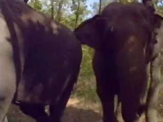 Selen में la रेजिना degli elefanti (a.k.a. the रानी की elephants) - दृश्य #1